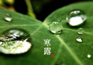 寒露属什么生肖？寒露打一动物代表什么含义？