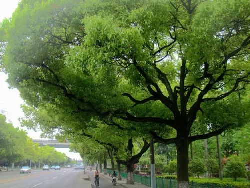 窗前桃树：天使还是恶魔？