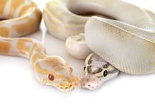 梦见两条蛇究竟预示着什么征兆或含义？