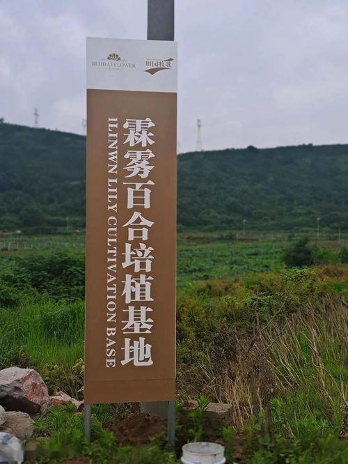 2026年1月有哪些吉日适合造墓和上坟？