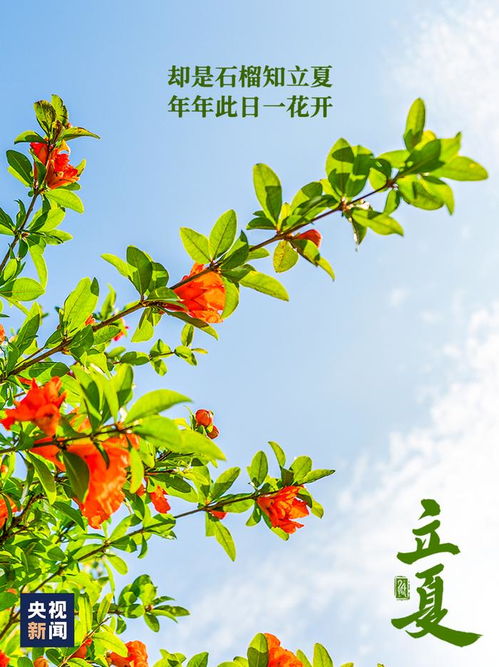千年立夏风情，苏州夏日爆款传承图
