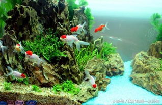 风水养鱼放什么水,养鱼风水讲究及摆放