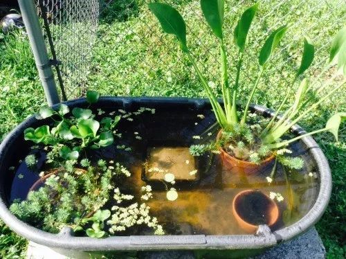 植物选择？选了个寂寞！