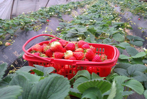 银浪牧场的草莓红了——冬日里的夏日幻觉