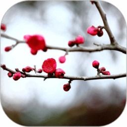 那些年梅花易数闹出的笑话