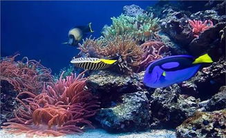 海底隧道，360°观赏海洋生物