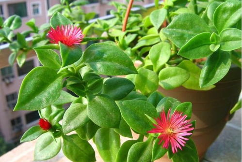柳叶榕开花吗,柳叶榕开花吗