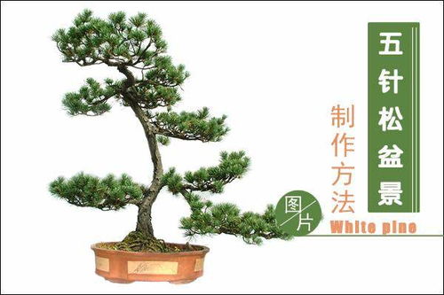五针松盆景制作方法,五针松盆景制作方法