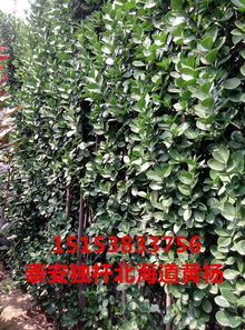庭院黄杨树应该放在什么位置才能符合风水？