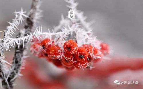 霜降：秋意浓，赏菊品蟹，养生正当时！