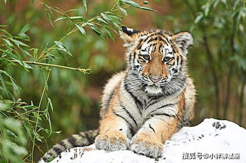 生肖虎：气势如虹勇往直前