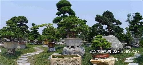 对节白蜡风水学,对节白蜡风水学