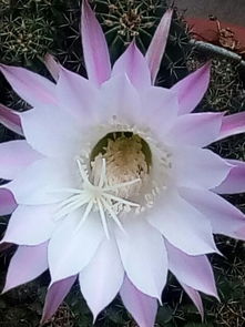 梦见自己种的花开了这预示着什么好兆头？