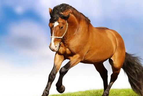 属马女2026年财运方位及每月运势具体是什么？