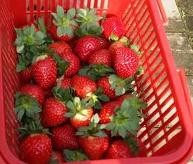 周末带娃摘草莓？小心这些惊天大坑！