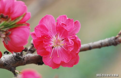 影响桃花运的五大要素