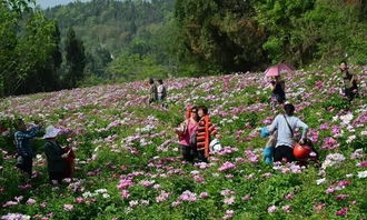 二、玩转芍药谷：你的专属赏花指南
