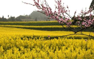 西充桃花节：一场充满套路的浪漫骗局