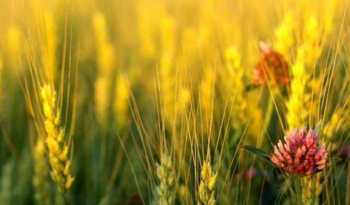 第一章：风吹麦浪的预兆