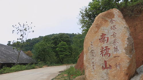 徐州老铁勇闯普洱雨林：2026年黄历说宜出门但忌穿羽绒服