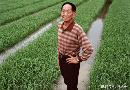 袁隆平的杂交水稻梦