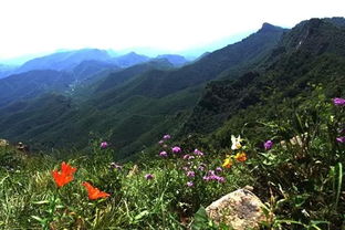 原始森林， 动植物的乐园（乱七八糟）