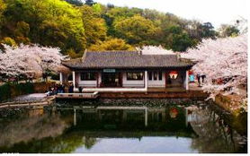 三、鼋头渚：花海与湖光