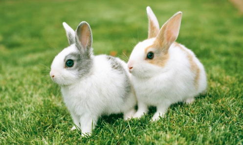 为什么1975年出生的属兔人运气似乎一直不佳，一生运势究竟如何？