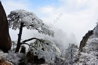 2. 雾凇观景台·雾中仙境