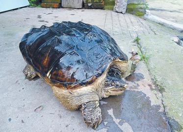 养鳄鱼龟风水上代表什么,公司养鳄鱼龟风水