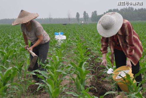 奶床头那本黄历:比手机天气预报靠谱一万倍