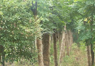 种金丝楠木树在风水禁忌,种植金丝楠木多少年可yi成材