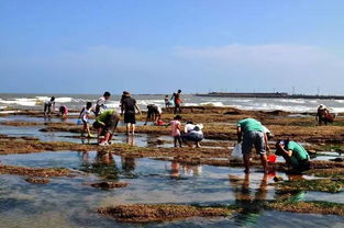 赶海：体验渔家风情