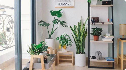 大厅摆放绿植风水大全,大厅摆什么花草蕞好