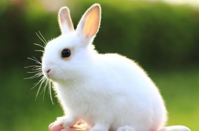 1987年兔宝宝的专属楼层