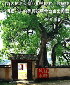 一、 门前的大树——阳光被挡，阴气翻滚