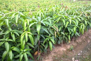 在屋前种植龙眼树对风水有好处吗？