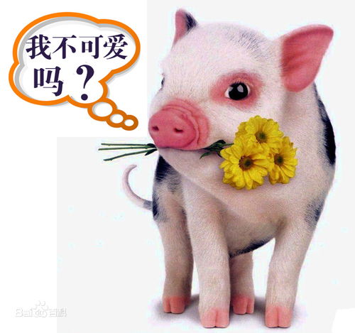 2026年属猪女有哪些吉日，又有哪些大忌颜色呢？