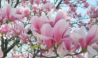 梦见玉兰花盛开预示着什么吉凶？