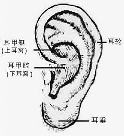 五、耳朵里长毛的惊天秘密