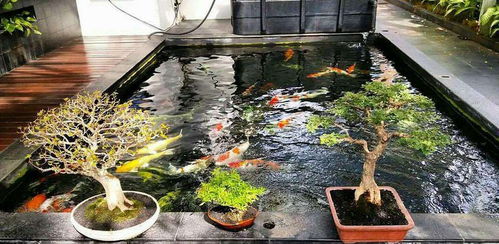 一、先来看看这一些奇葩但良好笑的鱼池名字