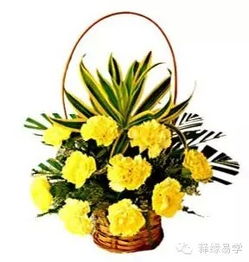 震惊！这些破植物居然能让你暴富？！2026年最新风水指南