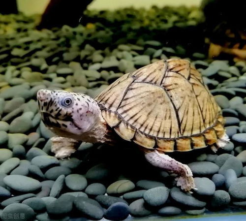 家养鳄鱼龟对风水禁忌,家养鳄鱼龟对风水禁忌