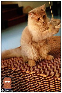 女人梦见猫和老鼠，这究竟是什么预兆呢？