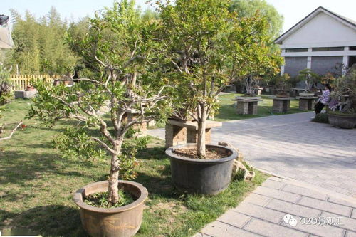 风水院内栽什么树,院内宜栽什么树