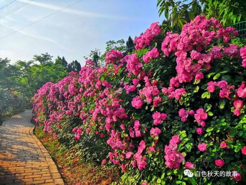 先说说北京通州那边的事儿