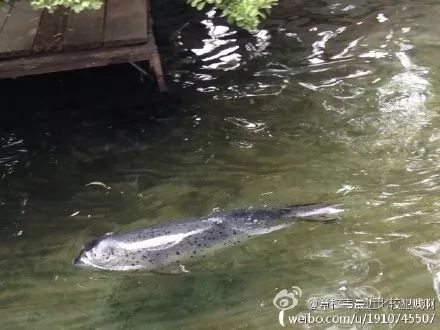 海豹养殖风水禁忌大全,海豹Neng不Neng家养