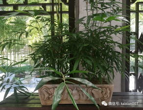 家里摆放竹子风水上是否吉利？