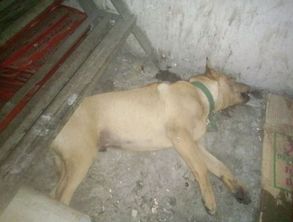 女人梦见死狗预示着什么吉凶？