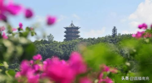 3. 西山风景区：赏花优良去处 (前提是花开了)